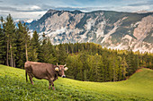 Blick  von Haimingerberg ins Inntal zum Tschirgant (2.271 m), Tirol, Österreich