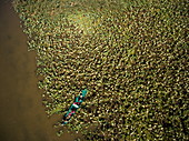 Luftaufnahme von Motorbootausflug zu Feuchtgebieten im Wolga-Delta mit Seerosen, nahe Karalat, Bezirk Ostrakhan, Russland, Europa
