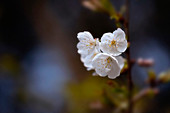 Apfelblüten im Frühlingslicht, Bayern, Deutschland, Europa