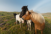 Horses on a heather near Hirthals, Denmark, Europe