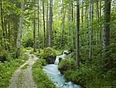 Zauberwald beim Hintersee, Berchtesgadener Land, Bayern, Deutschland