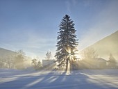 Tree in the morning sun, fog, Mölltal, Carinthia, Austria