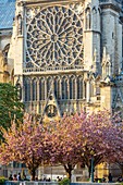 France, Paris, area listed as World Heritage by UNESCO, Notre Dame Cathedral