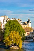 Frankreich, Paris, Gebiet, das von der UNESCO zum Weltkulturerbe erklärt wurde, die Ufer der Seine, die Spitze der Ile de la Cite