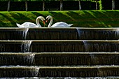Frankreich, Indre et Loire, Loiretal, von der UNESCO zum Weltkulturerbe erklärt, Villandry, Schwäne im Garten des Schlosses von Villandry