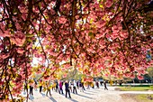 France, Paris, the Jardin des Plantes with a Japanese cherry blossom (Prunus serrulata) in the foreground, Tai Chi class