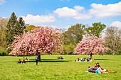 France, Hauts de Seine, the park of Sceaux, cherry blossoms