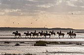France, Somme, Baie de Somme, Natural Reserve of the Baie de Somme, riders in the Baie de Somme on Henson horses, The Henson breed was created in Baie de Somme for the walk
