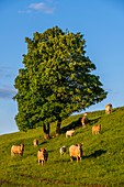 France, Cantal, Regional Natural Park of the Auvergne Volcanoes, herd of cows, Santoire valley near Dienne