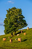 Frankreich, Cantal, Regionaler Naturpark der Vulkane der Auvergne, Kuhherde, Santoire-Tal in der Nähe von Dienne