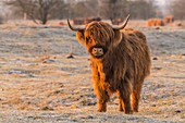 France, Somme, Somme Bay, Crotoy Marsh, Le Crotoy, Highland Cattle (Scottish cow) for marsh maintenance and eco grazing