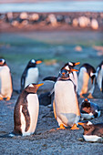 Gentoo penguins (Pygoscelis papua papua), Sea Lion Island, Falkland Islands, South America