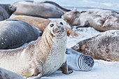 Southern elephant seals (Mirounga leonina) on sandy beach, Sea Lion Island, Falkland Islands, South America