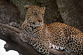 Leopard (Panthera pardus), Seronera, Serengeti-Nationalpark, Tansania, Ostafrika, Afrika