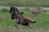 Gepard (Acinonyx jubatus), der ein Gnu (Connochaetes taurinus), Ngorongoro Naturschutzgebiet, Serengeti, Tansania, Ostafrika, Afrika jagt