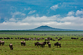 Gnus (Connochaetes taurinus) und Zebras (Equus quagga), Ngorongoro-Schutzgebiet, UNESCO-Weltkulturerbe, Serengeti, Tansania, Ostafrika, Afrika