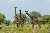 Masai giraffes (Giraffa camelopardalis), Lualenyi, Tsavo Conservation Area, Kenya, East Africa, Africa