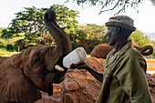 David Sheldrick Wildlife Trust rescue center, Voi, Tsavo Conservation Area, Kenya, East Africa, Africa
