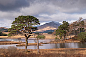 Scots Pine trees on the shores of Loch Tulla in winter in the Scottish Highlands, Scotland, United Kingdom, Europe