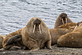 Adult Atlantic walrus (Odobenus rosmarus), on the beach in Musk Ox Fjord, Ellesmere Island, Nunavut, Canada, North America