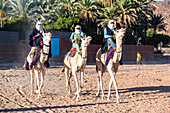 Traditional dressed Tuaregs on their camels, Oasis of Timia, Air Mountains, Niger, Africa