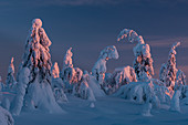 Schneebedeckte Winterlandschaft bei Sonnenuntergang, Tykky, Kuntivaara Fell, Kuusamo, Finnland, Europa