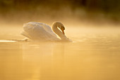 Mute swan (Cygnus olor) at sunrise, territorial behaviour, Kent, England, United Kingdom, Europe