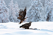 Golden eagle (Aquila chrysaetos) feeding, Kuusamo, Finland, Europe