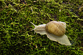 Roman snail (Helix pomatia), Kent, England, United Kingdom, Europe