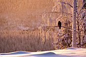 Steinadler (Aquila chrysaetos) im schneebedeckten Baum bei Sonnenuntergang, Kuusamo, Finnland, Europa