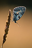 Marmorierter weißer Schmetterling (Melanargia galathea), erwachsener Schlafplatz auf Gras, im Lebensraum der Wiese, Kent, England, Vereinigtes Königreich, Europa