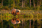 Eurasischer Braunbär (Ursus arctos arctos) im Abendsonnenlicht, reflektiert im See, Kuhmo, Finnland, Europa