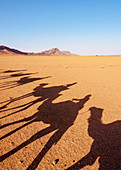 Schatten von Menschen, die Kamele in einer Karawane in der Zagora-Wüste, Draa-Tafilalet-Region, Marokko, Nordafrika, Afrika reiten