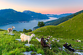 Ziegen beim Weiden essen und Comer See bei Sonnenaufgang, Musso, Comer See, Lombardei, Italienische Seen, Italien, Europa