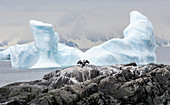 Antarctic shag spreading wings with wing-shaped iceberg, Antarctica, Polar Regions