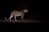Leopard in der Nacht (Panthera pardus), South Luangwa National Park, Sambia, Afrika
