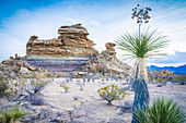 Wüstenansicht mit Yucca-Pflanze, Big Bend-Nationalpark, Texas, Vereinigte Staaten von Amerika, Nordamerika