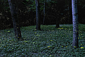 Glühwürmchen im Wald, Emilia Romagna, Italien, Europa