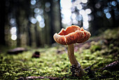 Mushroom in the undergrowth with moss, Trentino-Alto Adige, Italy, Europe