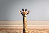 Porträt einer Giraffe (Giraffa camelopardalis), Namibia, Afrika