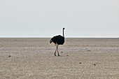 Lonely ostrich (Struthio) walking in the salt pan in the middle of Etosha, Etosha National Park, Namibia, Africa