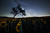 Milchstraße über einem Sonnenblumenfeld mit einer gebogenen Baumschattenbild, Emilia Romagna, Italien, Europa