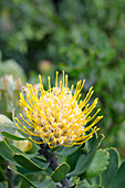 Leucospermum cuneiforme (Common Pincushion Protea), Western Cape, South Africa, Africa