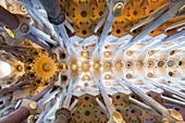Spanien, Katalonien, Barcelona, Eixample, die Sagrada Familia Basilika des Architekten Antoni Gaudi, dessen Arbeiten 1882 begannen, Gewölbe des Mittelschiffs