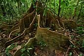 Stützwurzeln auf Regenwaldbaum, Mulu-Nationalpark, Sarawak, Borneo, Malaysia