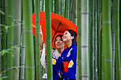 Schöne junge Frauen in Kimonos mit Sonnenschirm unter Bambus