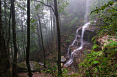 Australia,New South Whales,Katoomba,Misty rain forest with waterfall in Blue Mountains National Park