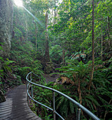 Australia,New South Whales,Blue Mountains National Park,Hiking trail in Blue Mountains National Park