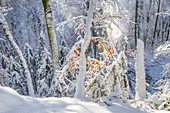 Neuschnee an einem sonnigen Wintermorgen im Rotbuchenwald, Bayern, Deutschland