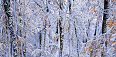 Neuschnee an einem sonnigen Wintermorgen im Rotbuchenwald, Bayern, Deutschland